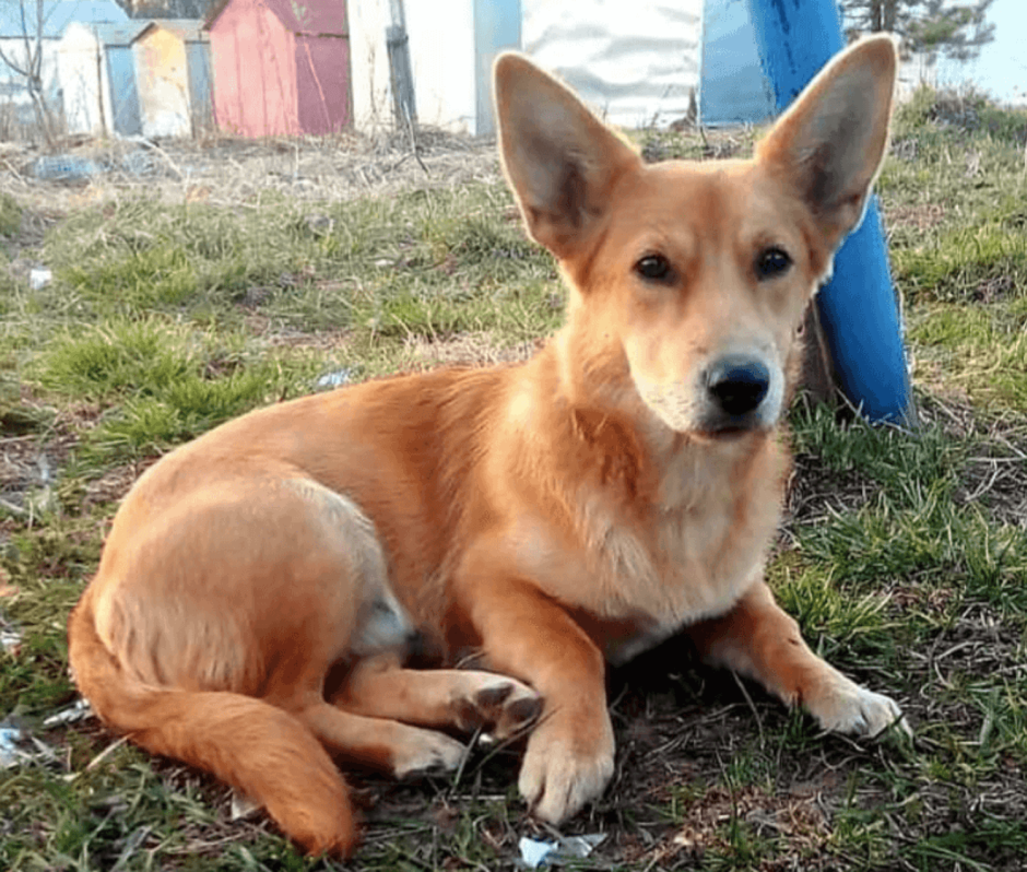 Метис корги и лайки