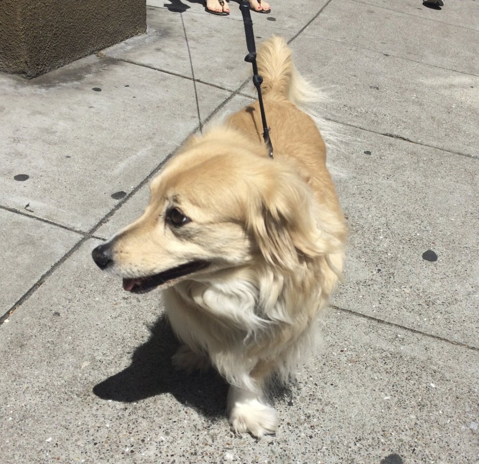 Метис корги и ретривера