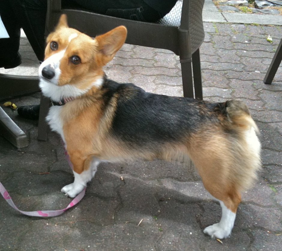 Метис вельш корги пемброк