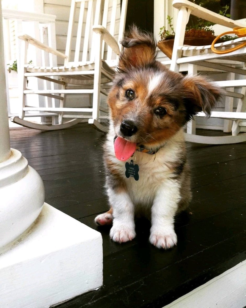 Метис корги и аусси