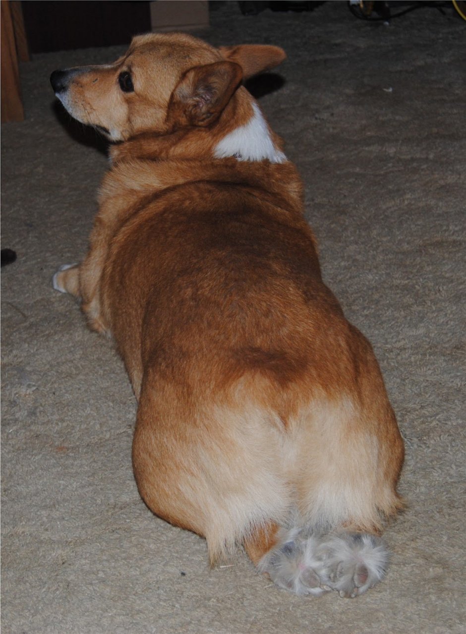 Метис корги и таксы