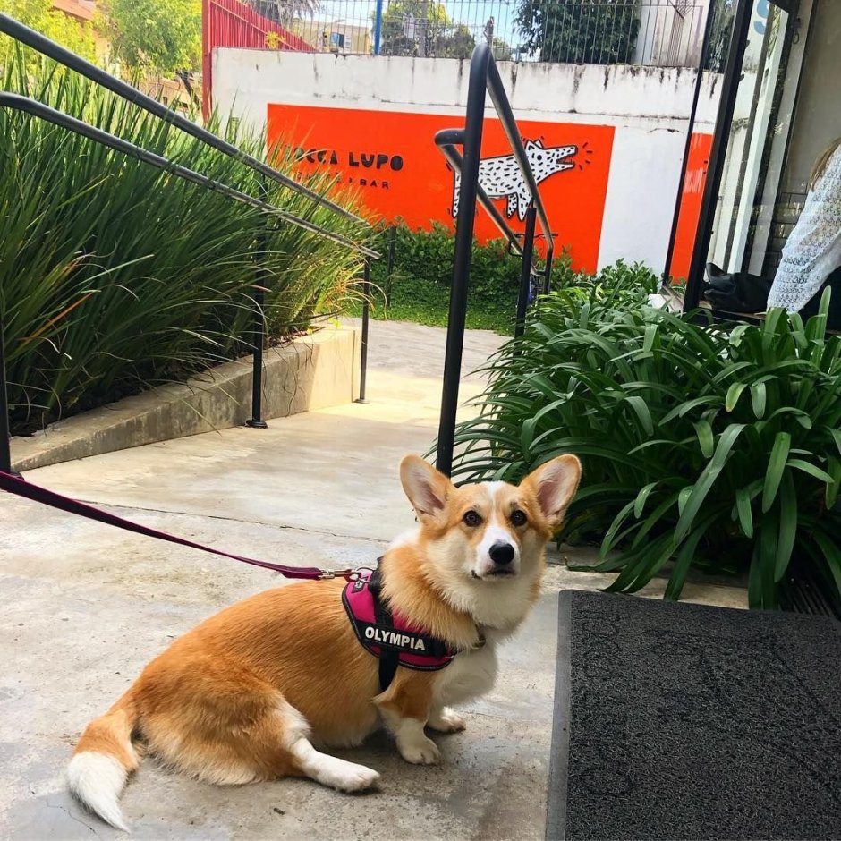 Помесь корги