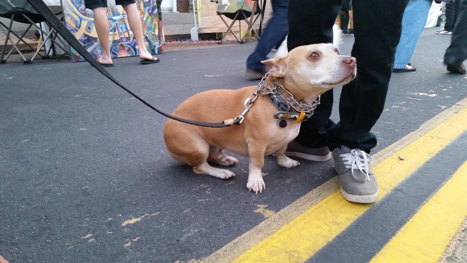 Корги питбуль метис