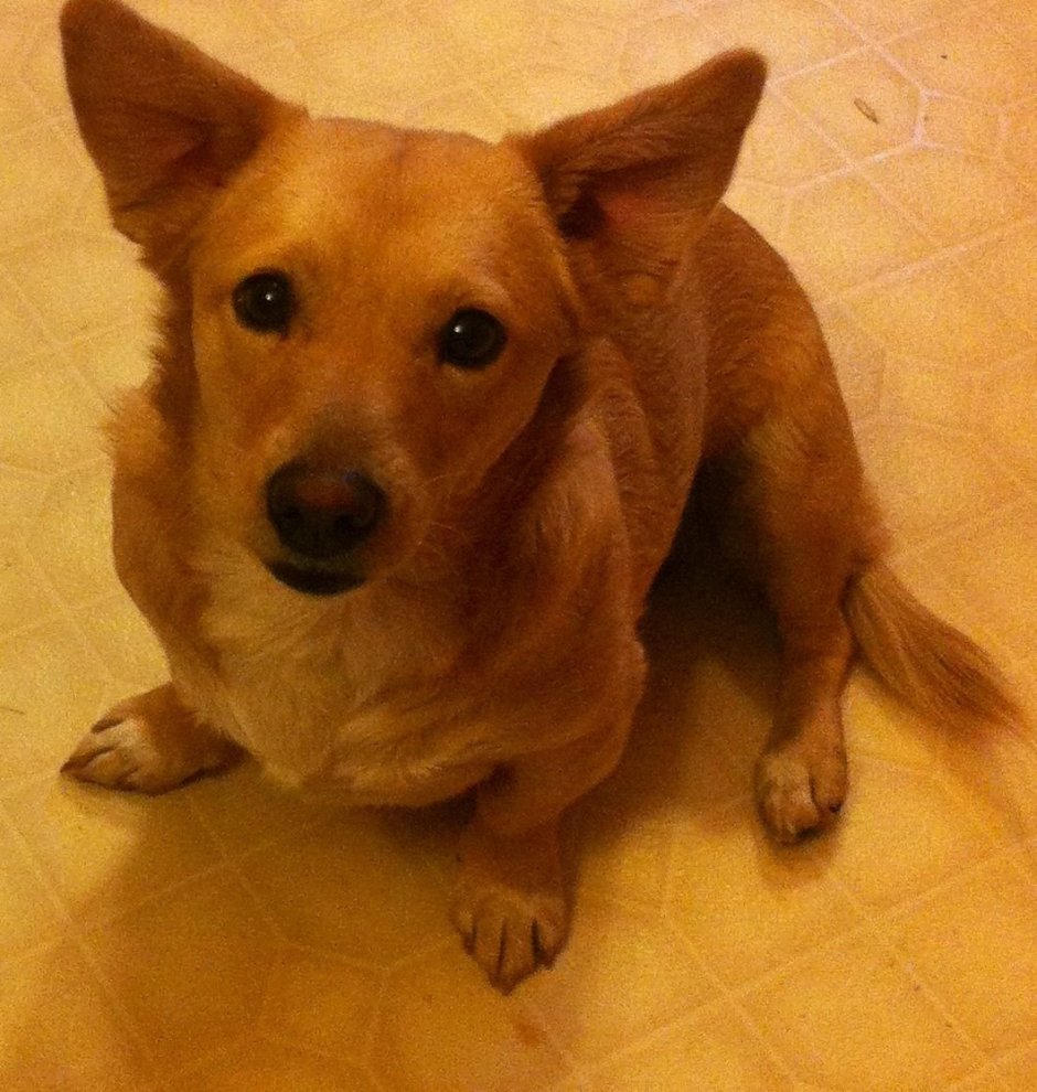 Помесь корги и таксы