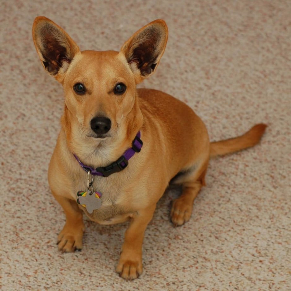 Метис корги и таксы