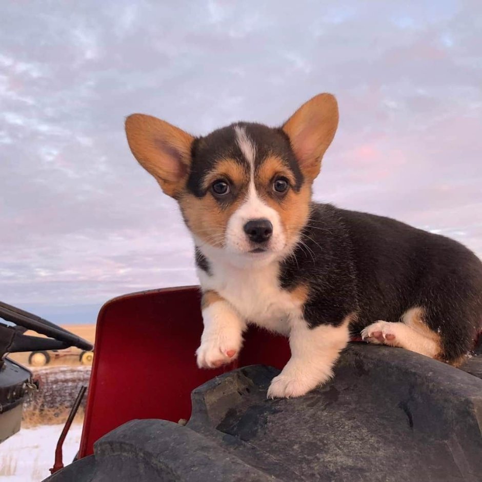 Бигль и корги метис