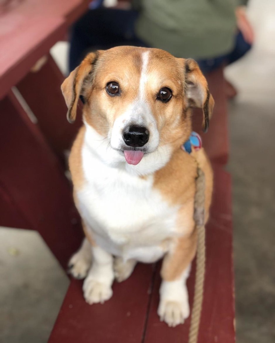 Метис Бигль и Джек Рассел