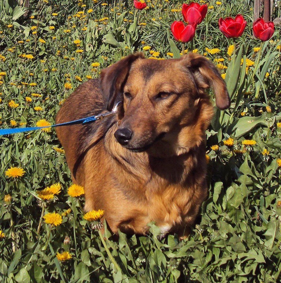 Порода метис таксы