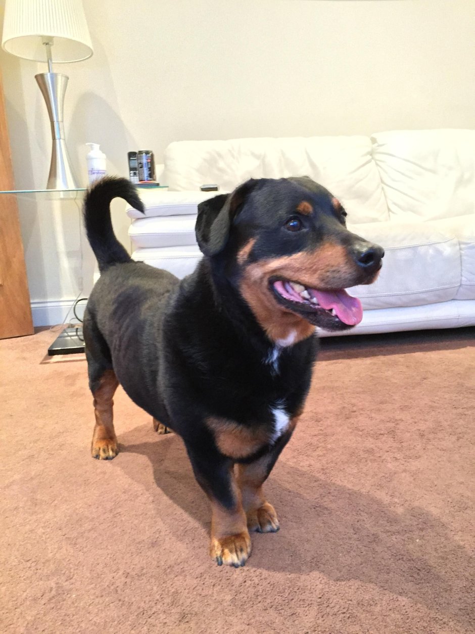 Метис Бигль-ротвейлер