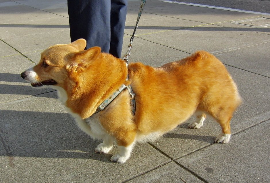 Гибрид корги