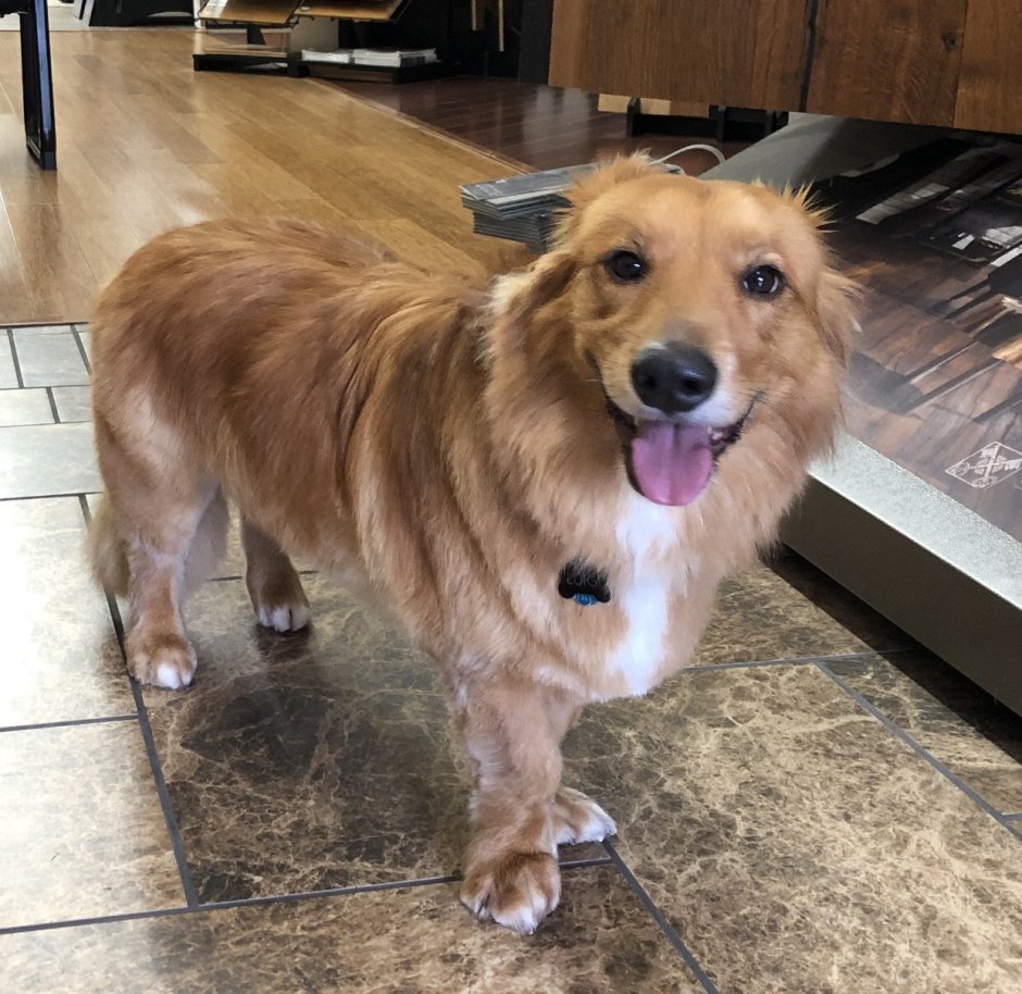 Помесь корги и золотистого ретривера