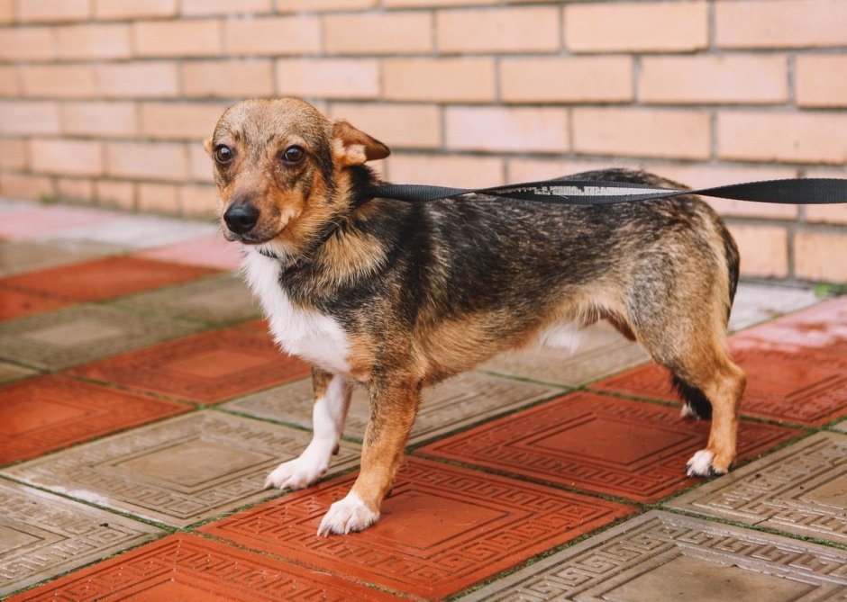 Метис корги и той терьера