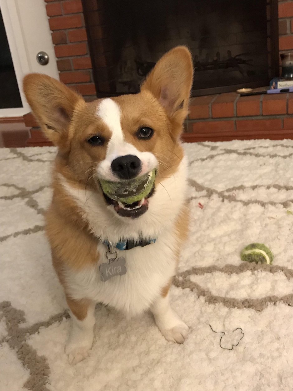 Метис вельш корги