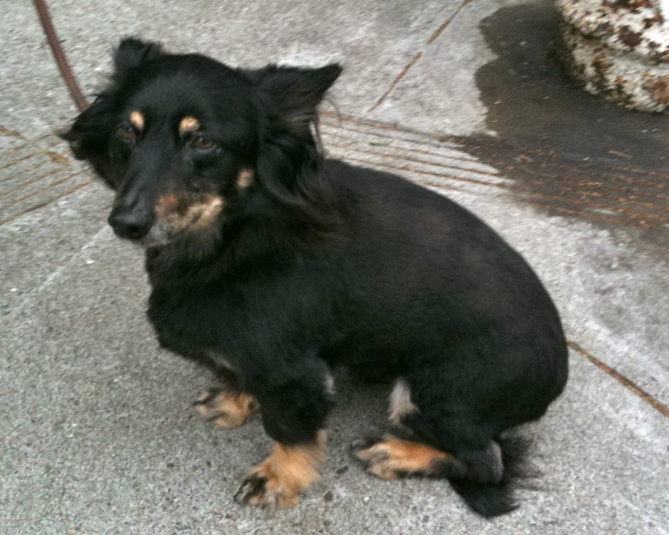 Метис длинношерстной таксы