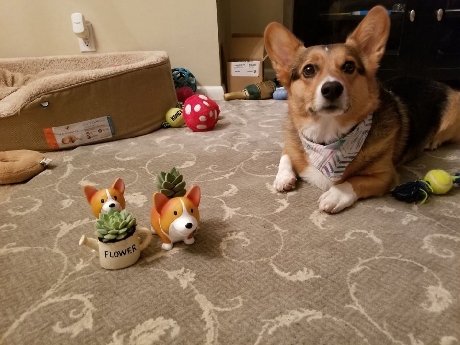 Бязь фредс такса и корги