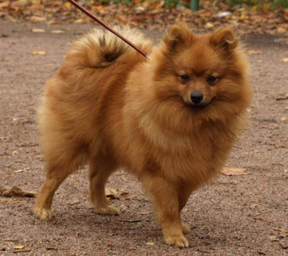 Немецкий шпиц