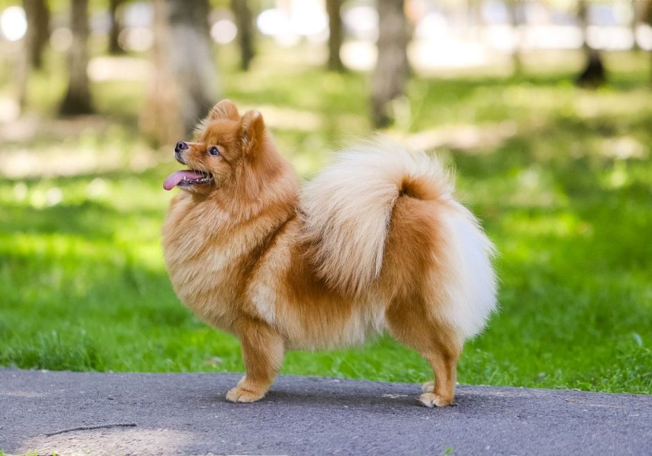 Немецкий шпиц Лапкинс