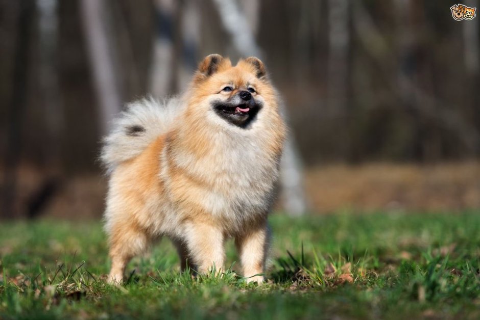 Шпиц немецкий малый