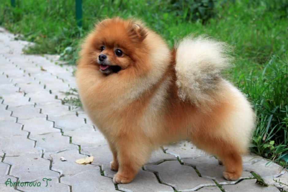 Немецкий цвергшпиц немецкий малый шпиц
