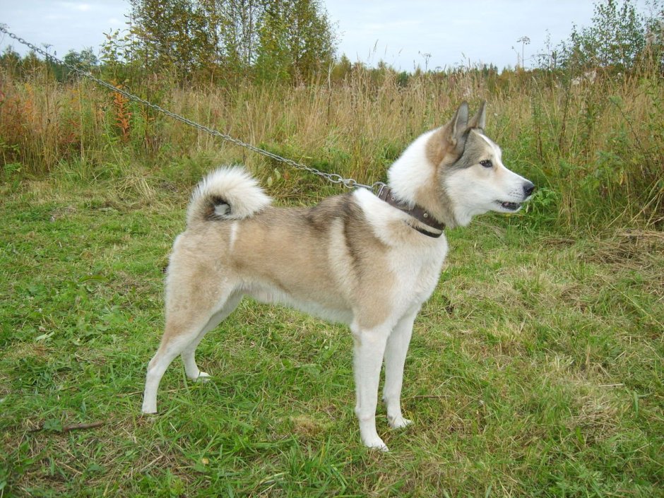 ЗСЛ Куликова ВВ