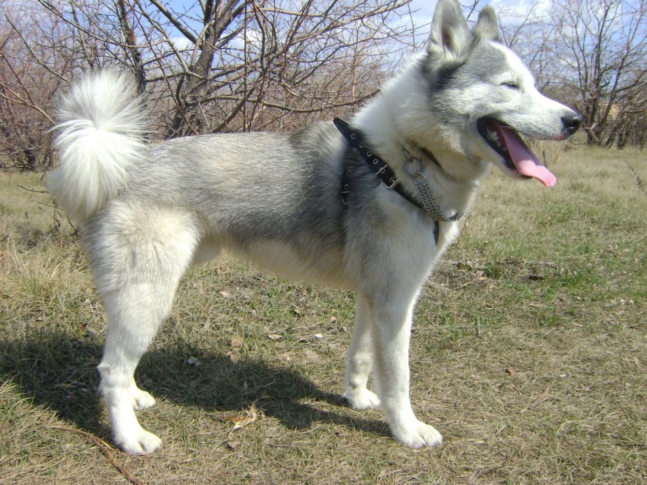 Западносибирская лайка