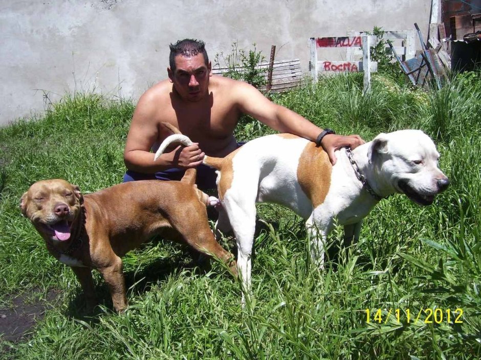 Dogo argentino Angry