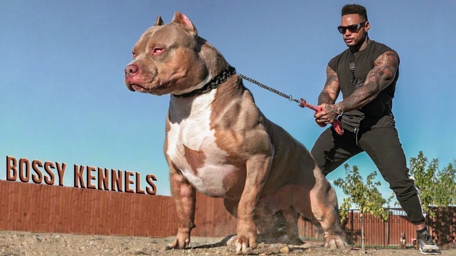Dogo argentino Run