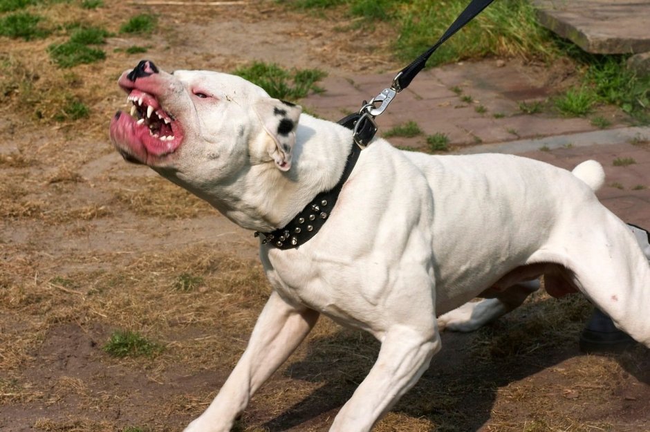 Female Dogo argentino