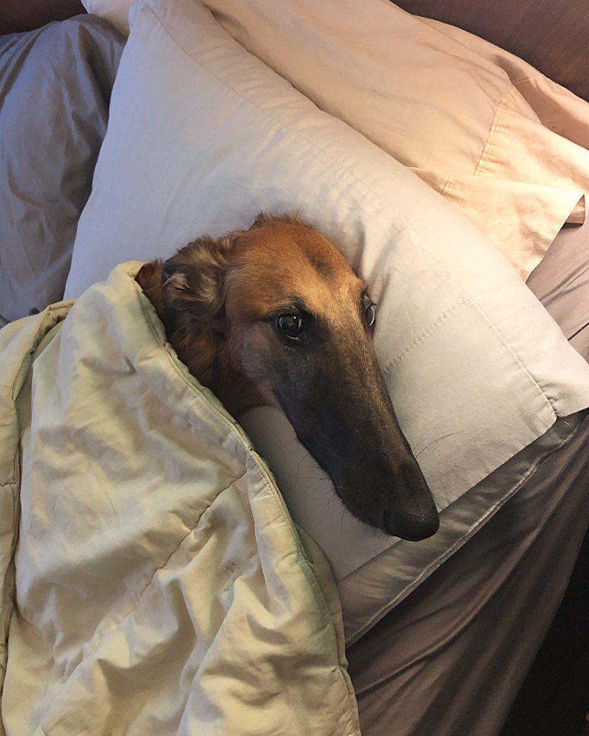 Бультерьер Хинкса