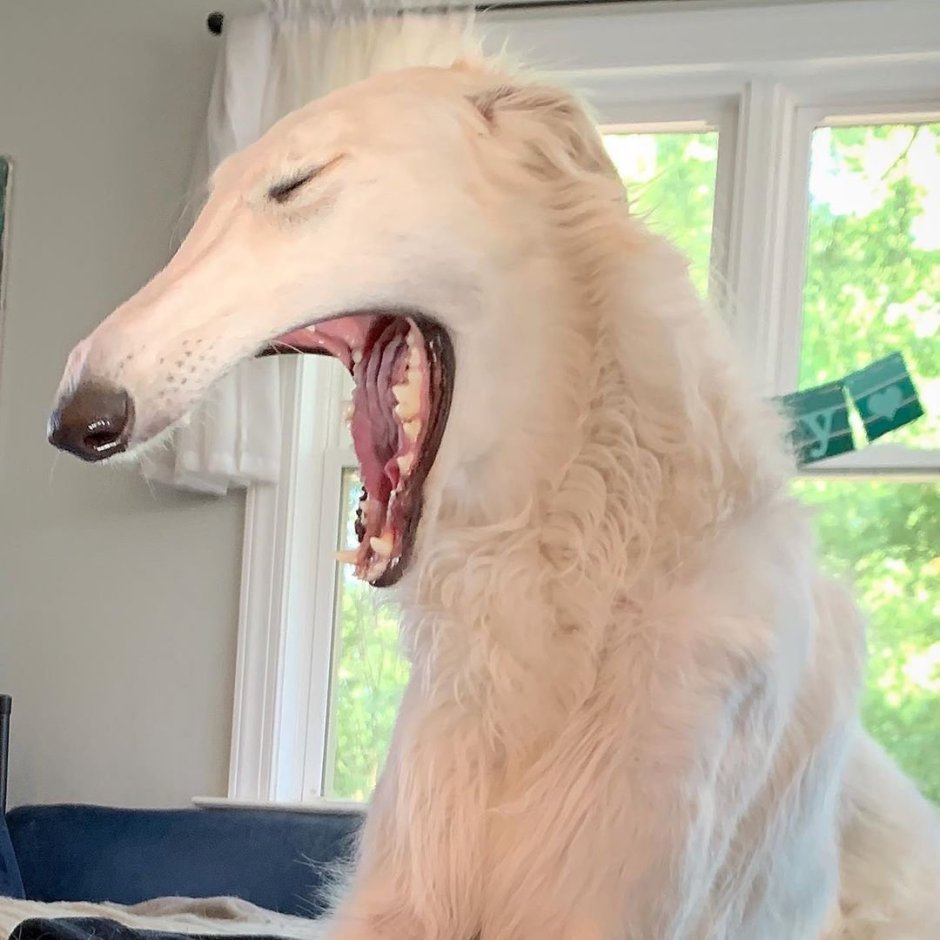 Собака с длинным носом