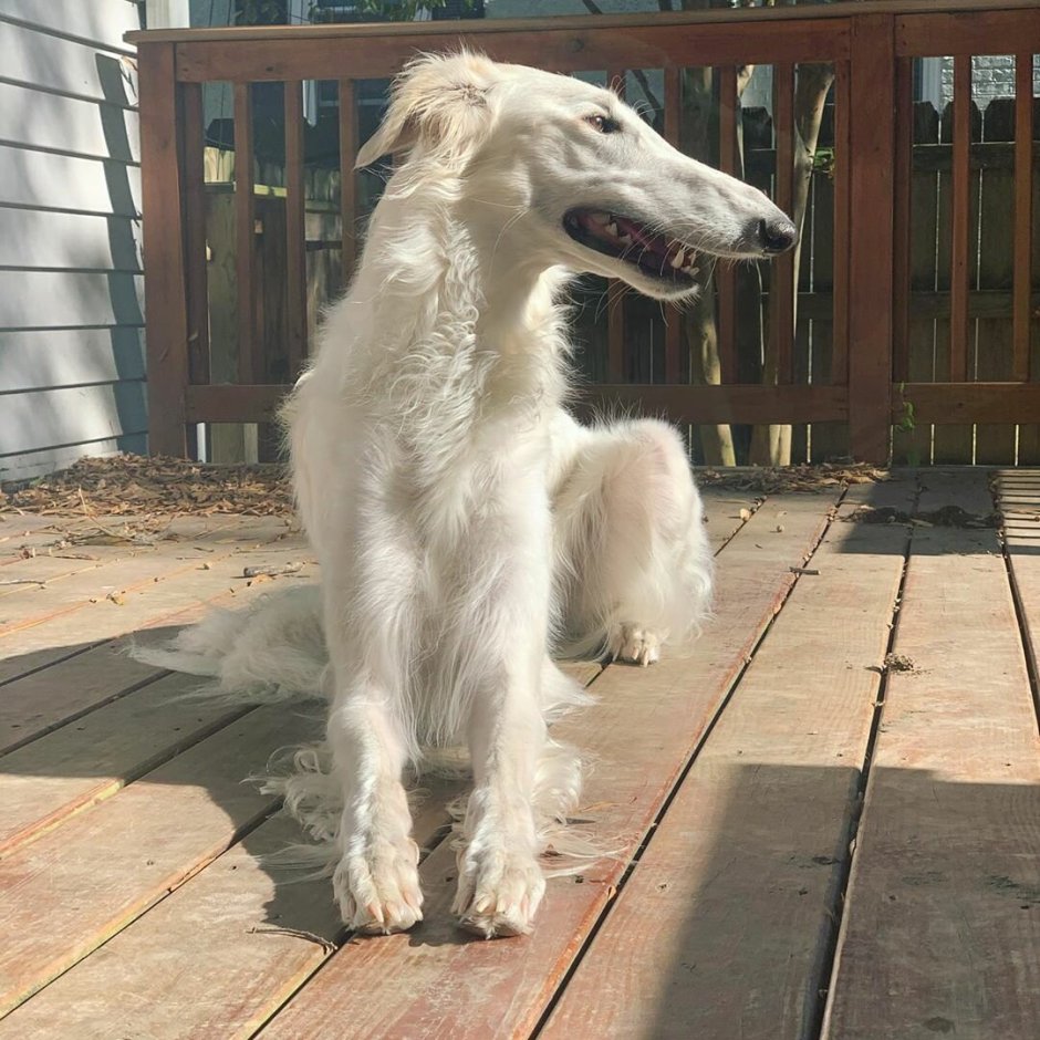 Смешная собачья морда