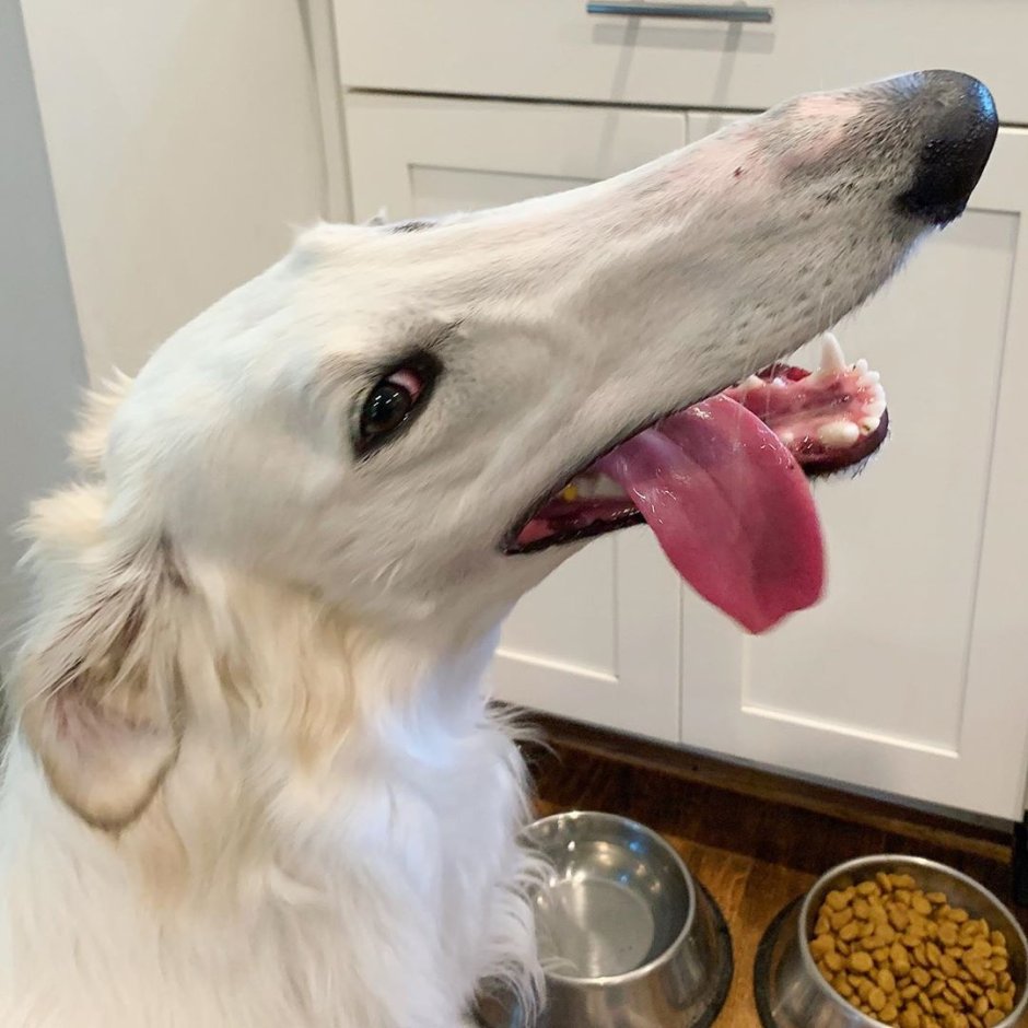 Собака с самым длинным носом