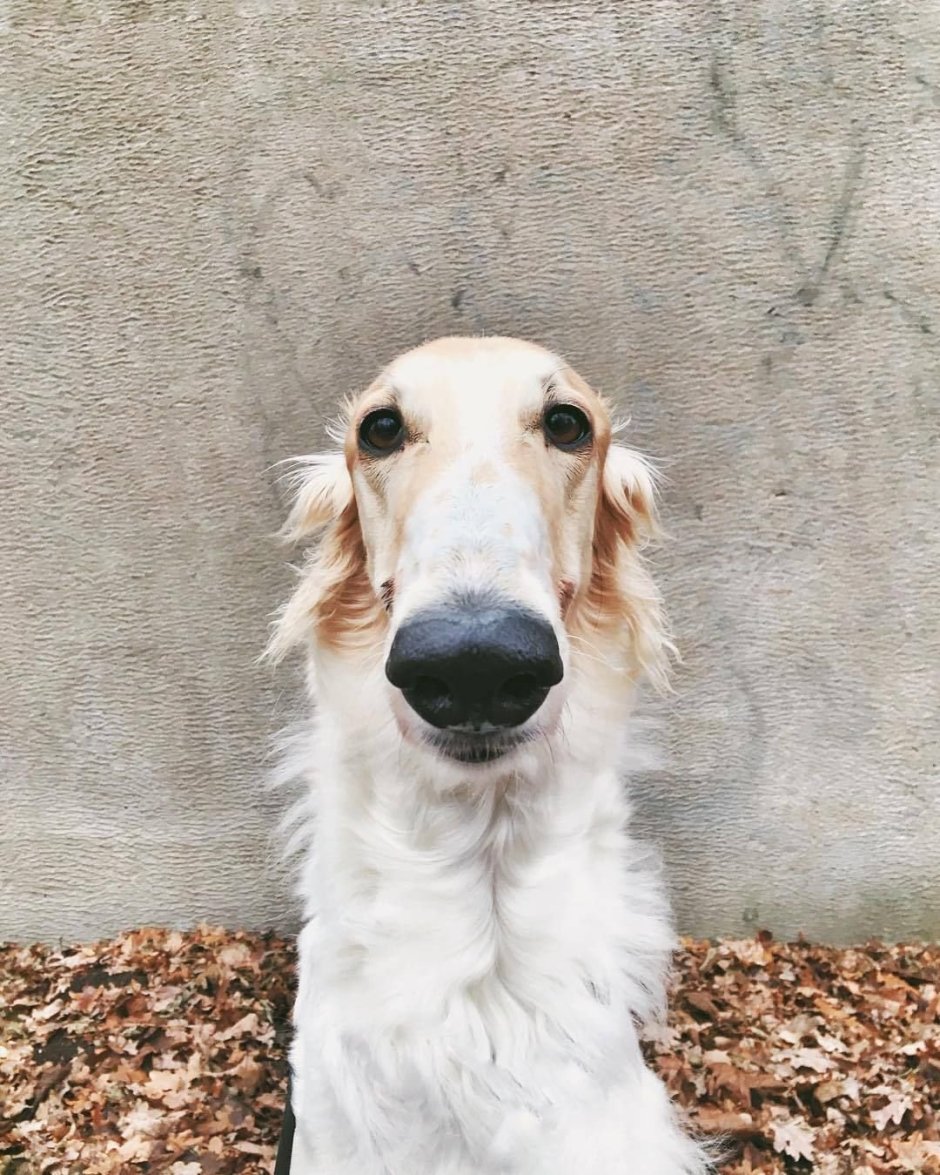 Русская борзая почему такой длинный нос