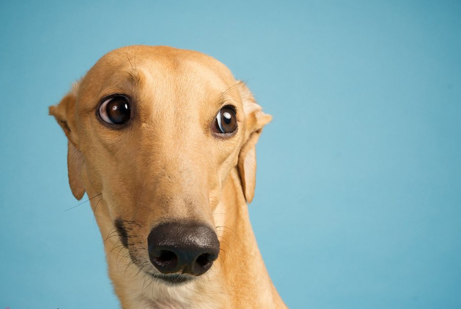 Эрис порода собак