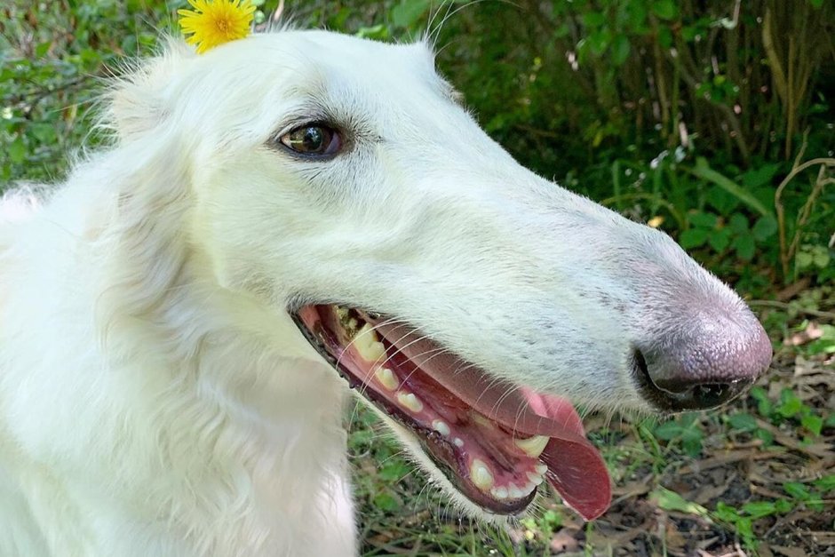 Грейхаунд собака