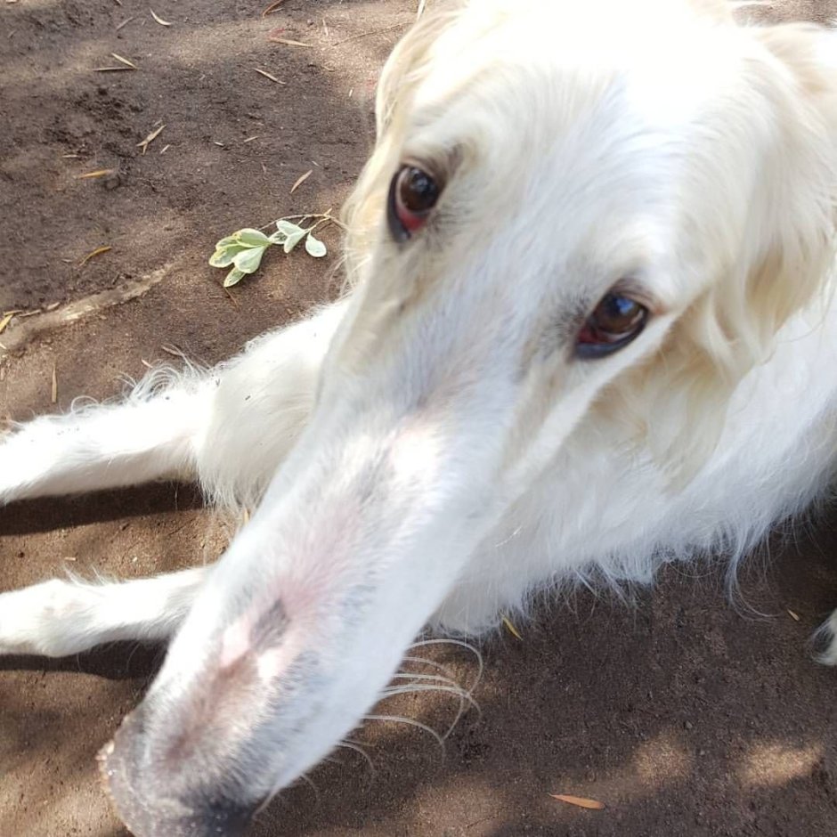 Русская борзая Эрис