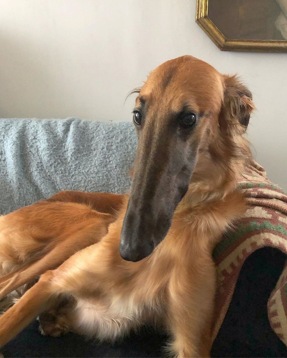 Long nose Dog