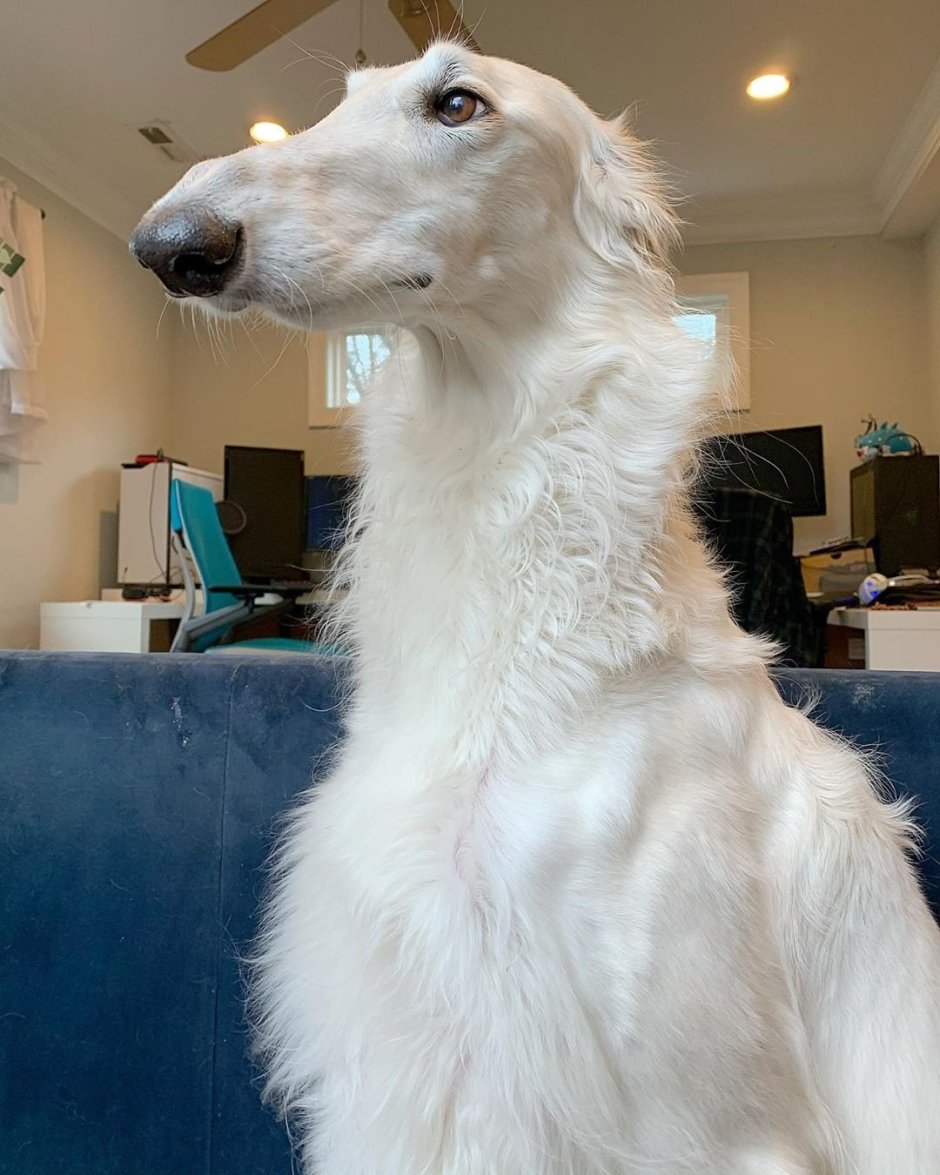 Борзая Эрис