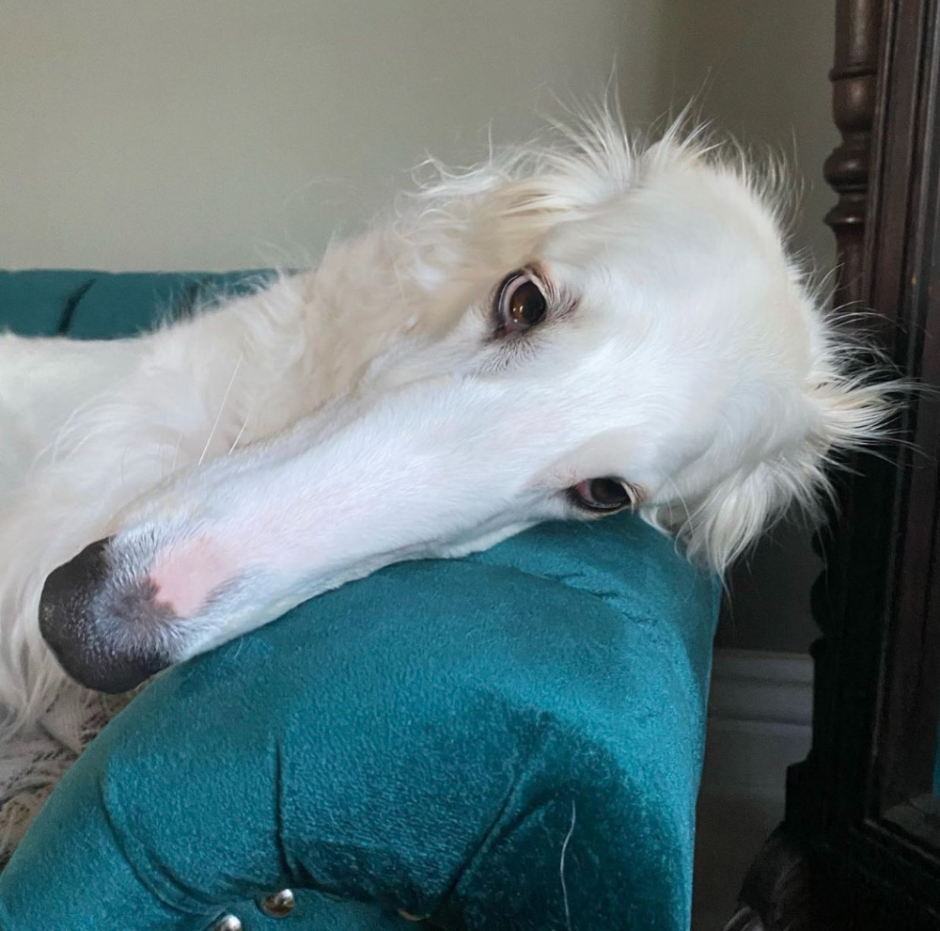 Русская псовая борзая Эрис