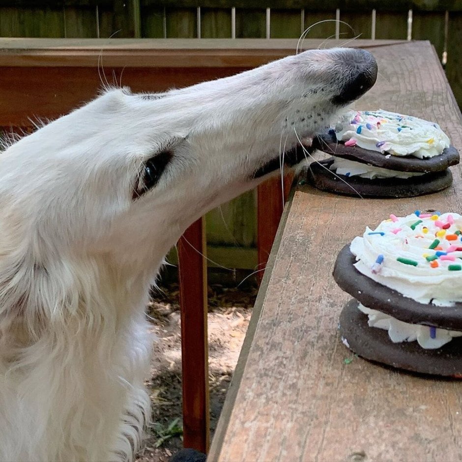 Русская псовая борзая анфас