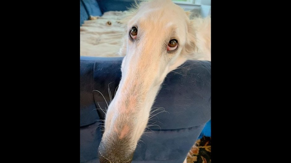 Борзая с самым длинным носом