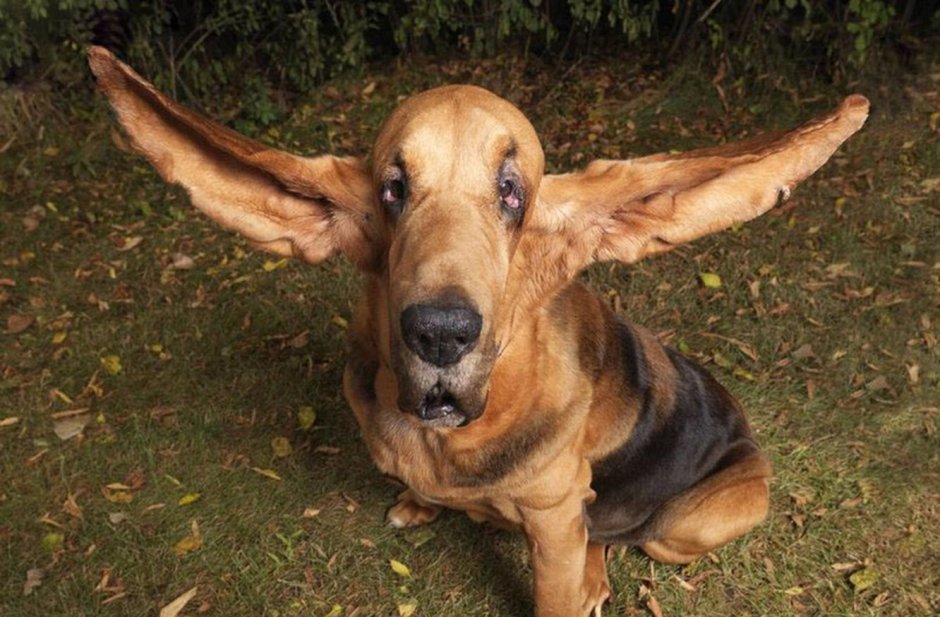 Керри бультерьер