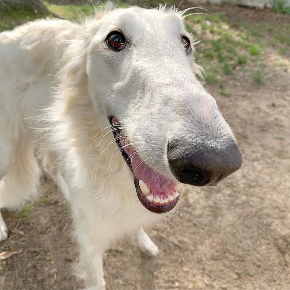 Русская псовая борзая злая