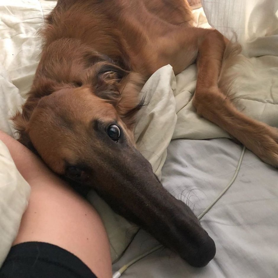 Волк с большим носом