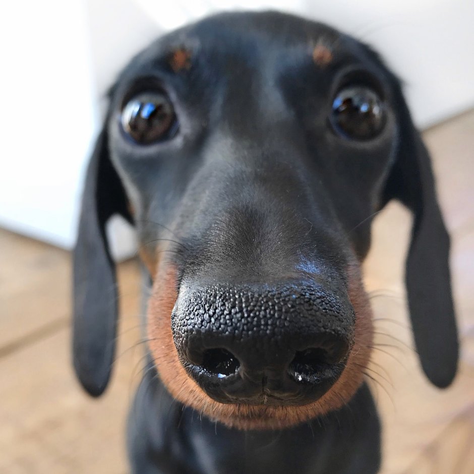 Салюки порода собак