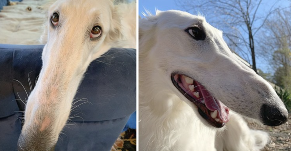 Худая собака на длинных ногах