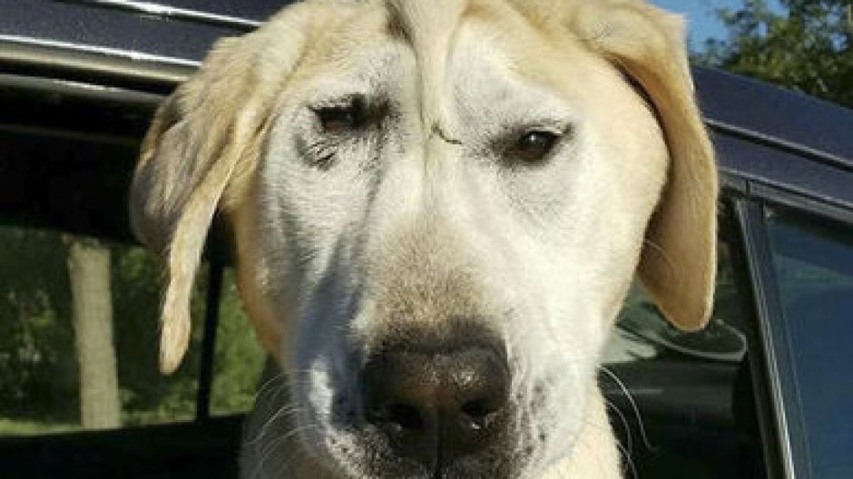 Левретка хохлатая