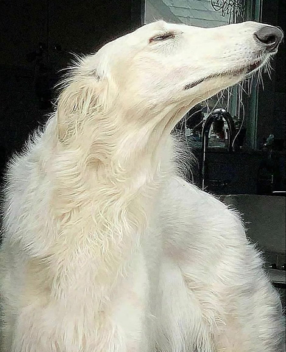 Питбуль Крысиная порода