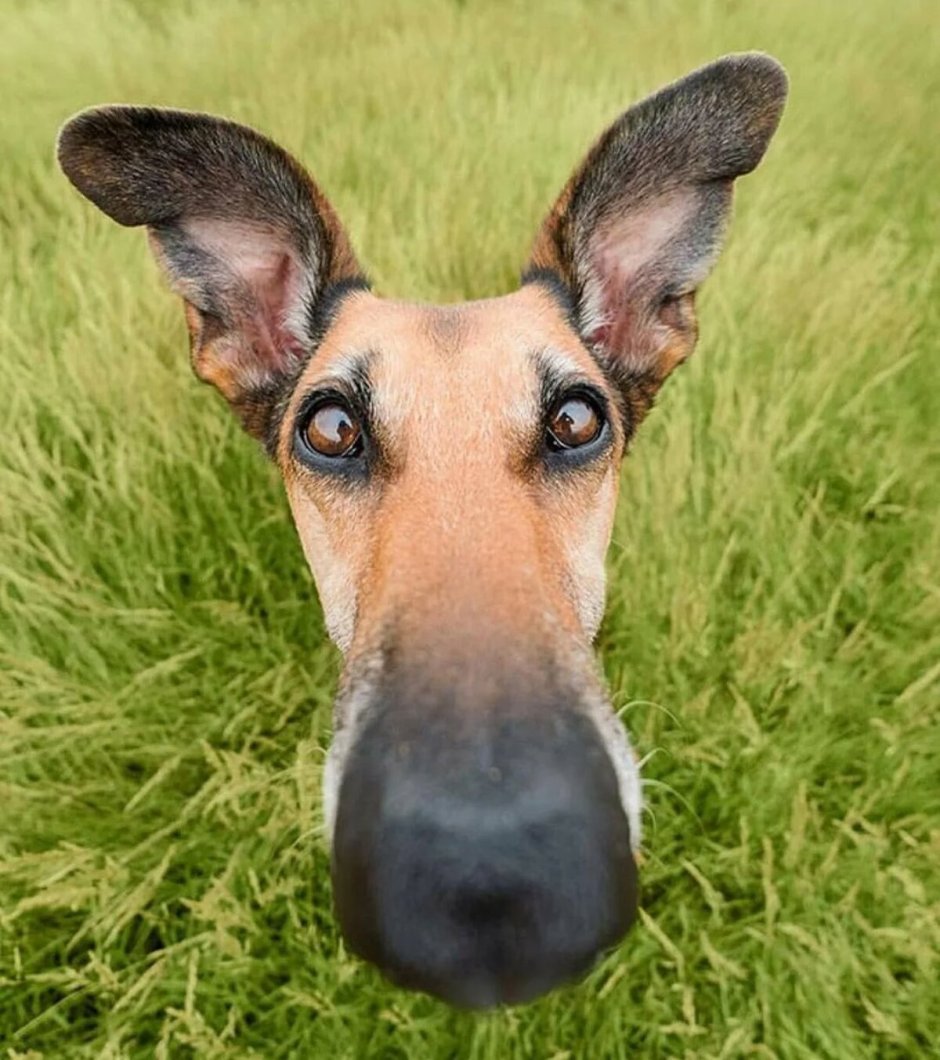 Собака с длинной мордой пьет воду