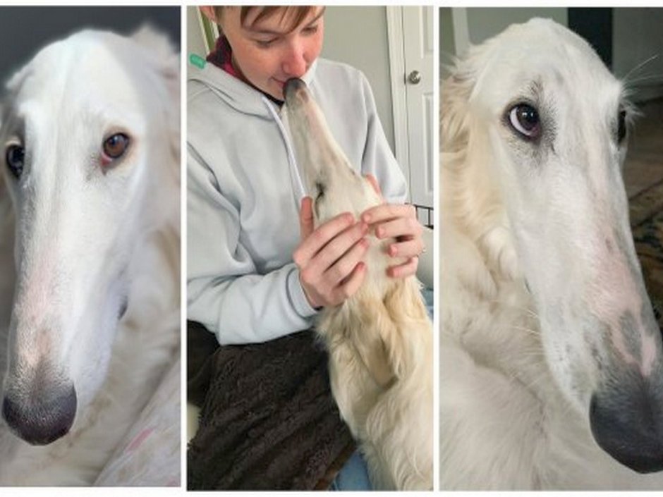 Жёсткошерстный бультерьер